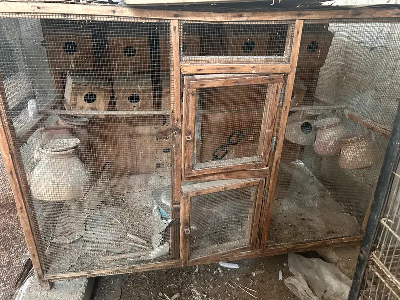 cages and matkiya for sale in reasonable price — photo 8