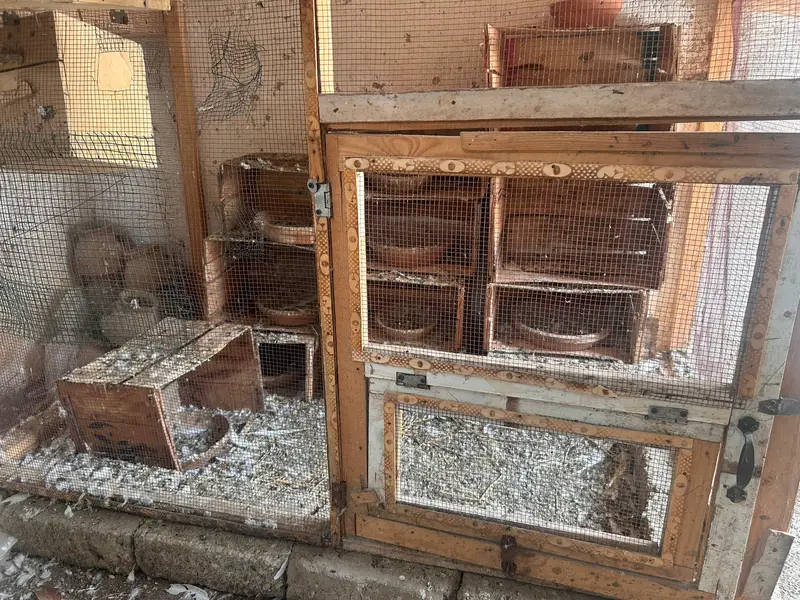 cages and matkiya for sale in reasonable price — photo 9