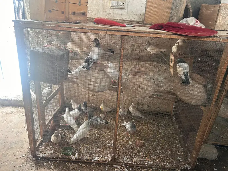 cages and matkiya for sale in reasonable price — photo 10