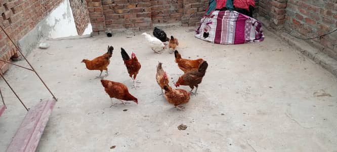Andi wali misri murgiya