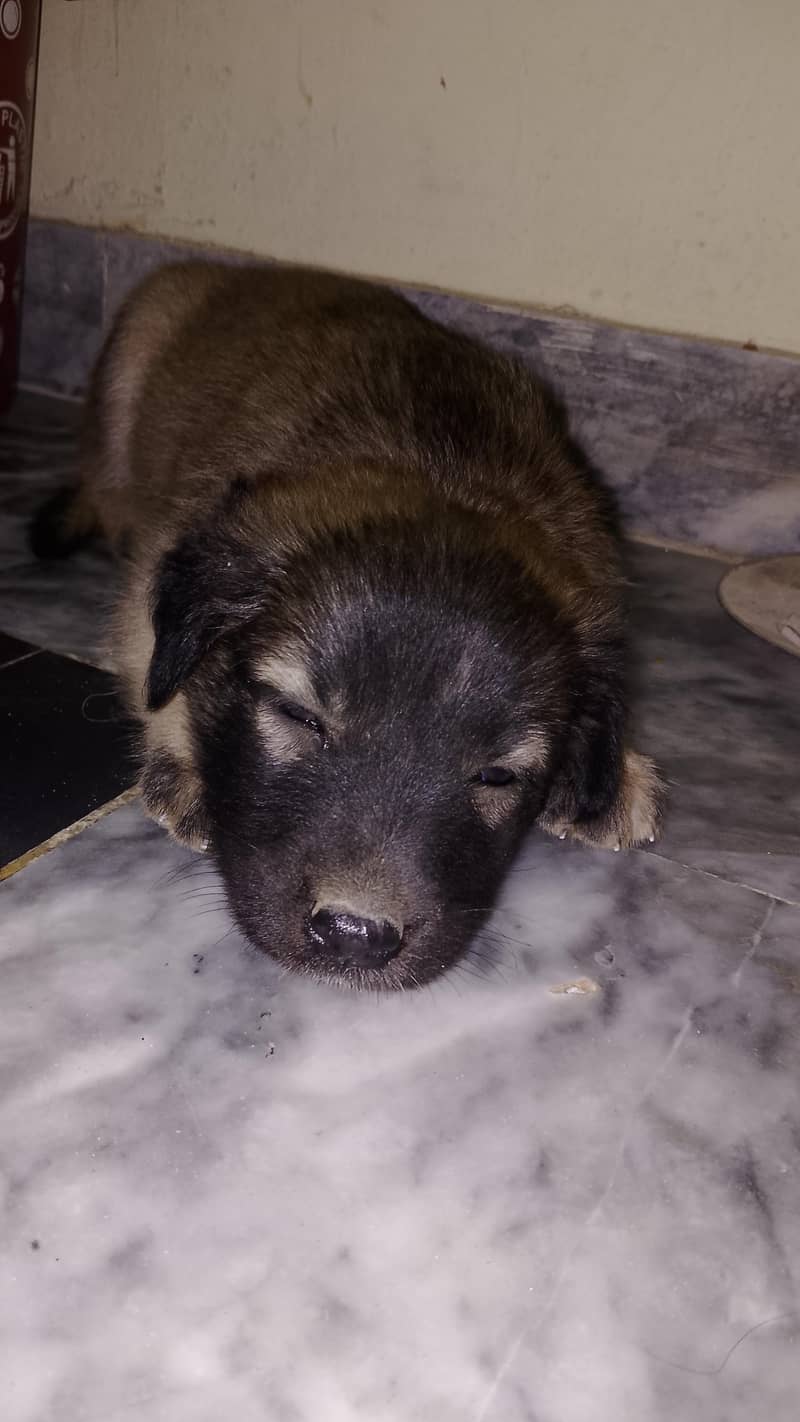 khna mana ga 1