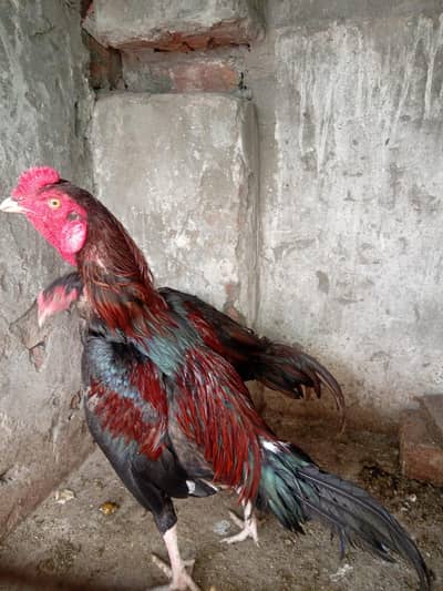 Aseel black pak viet pair