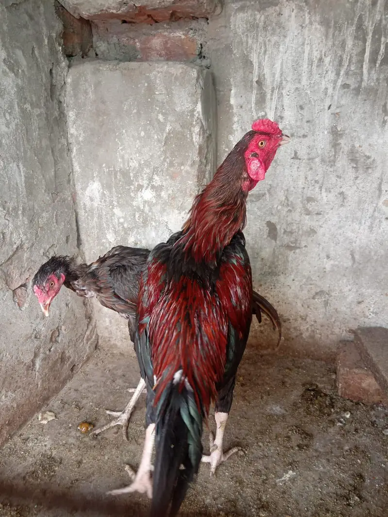 Aseel black pak viet pair — photo 2