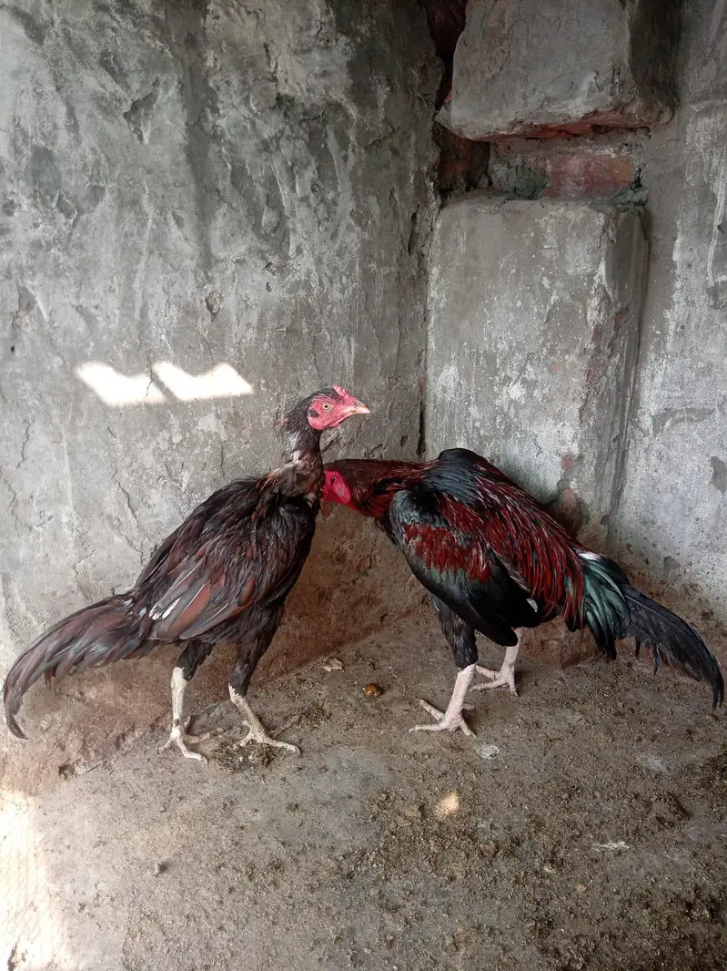 Aseel black pak viet pair — photo 3