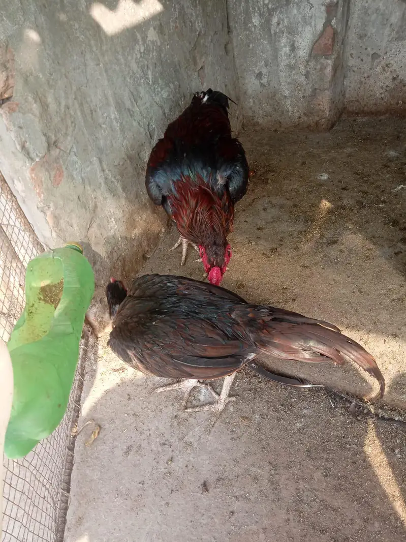 Aseel black pak viet pair — photo 4