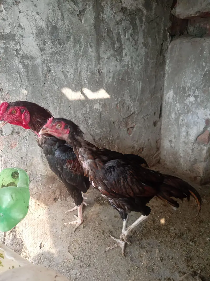 Aseel black pak viet pair — photo 5