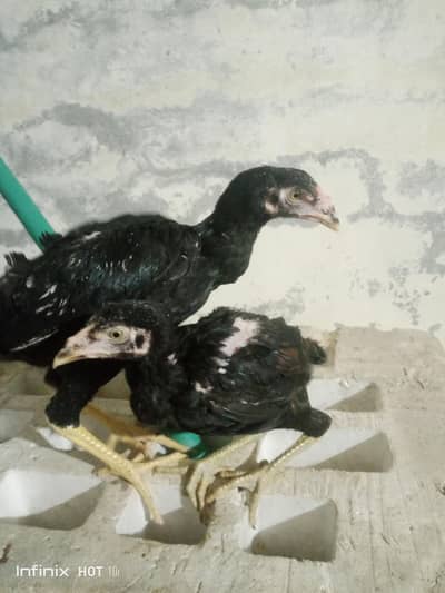 Thai or pakoya cross k bachy hn home breed