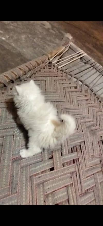 Percian cat kitten