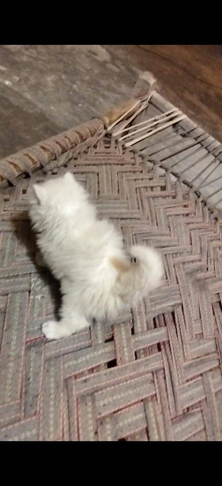 Percian cat kitten 0