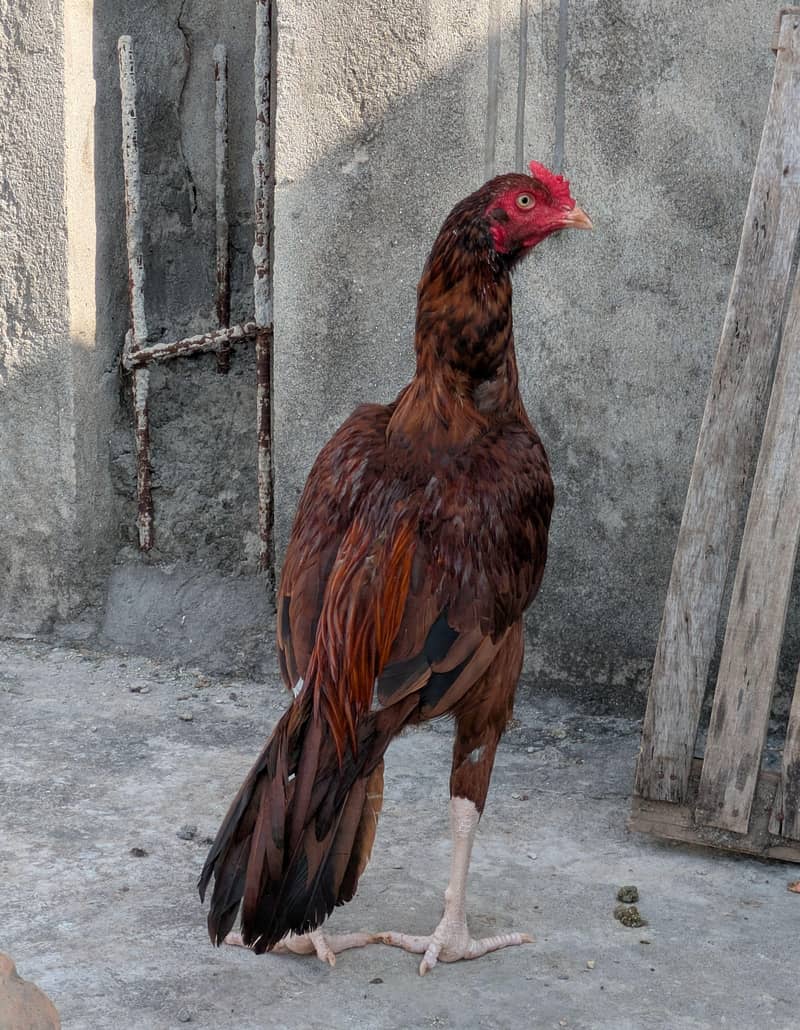 0317.968. 2115 high quality Pela patha ha Kise waja sa sale kar Raha ho 0