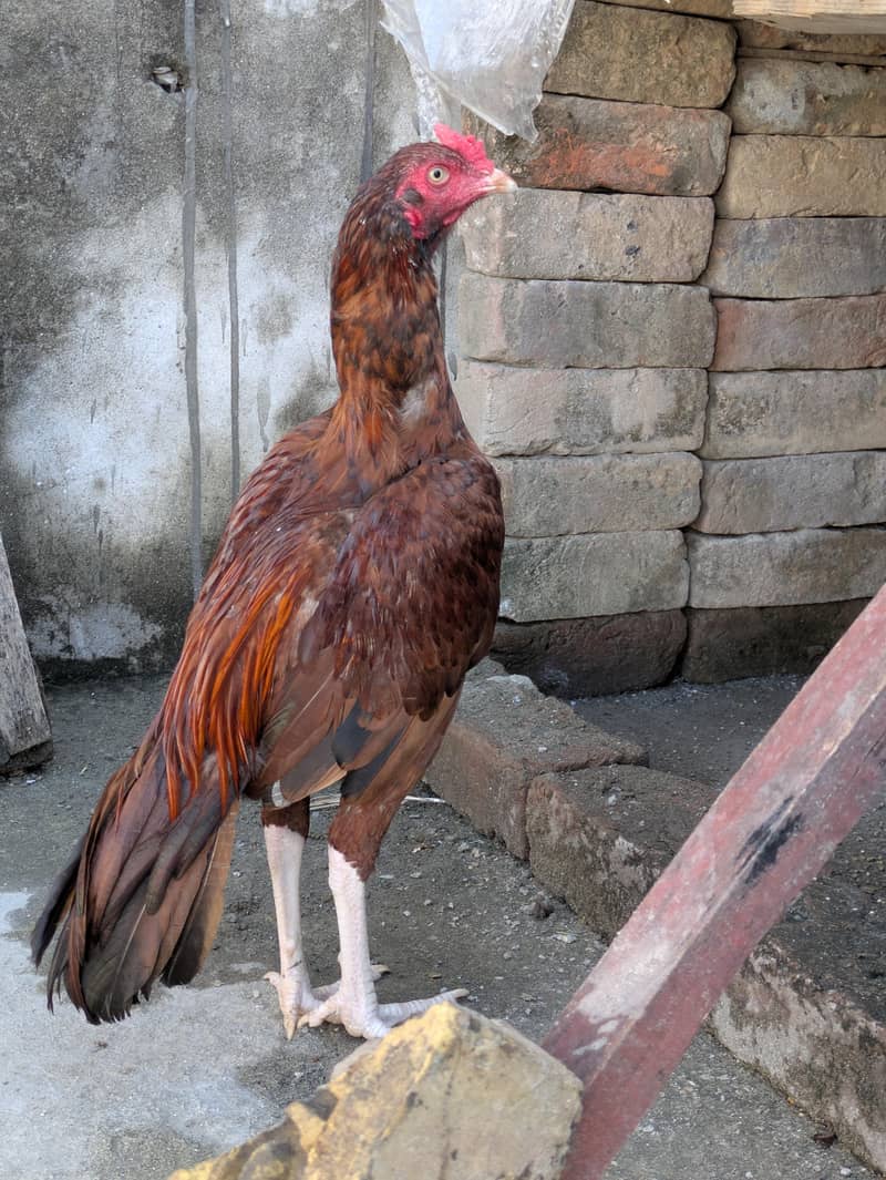 0317.968. 2115 high quality Pela patha ha Kise waja sa sale kar Raha ho 2