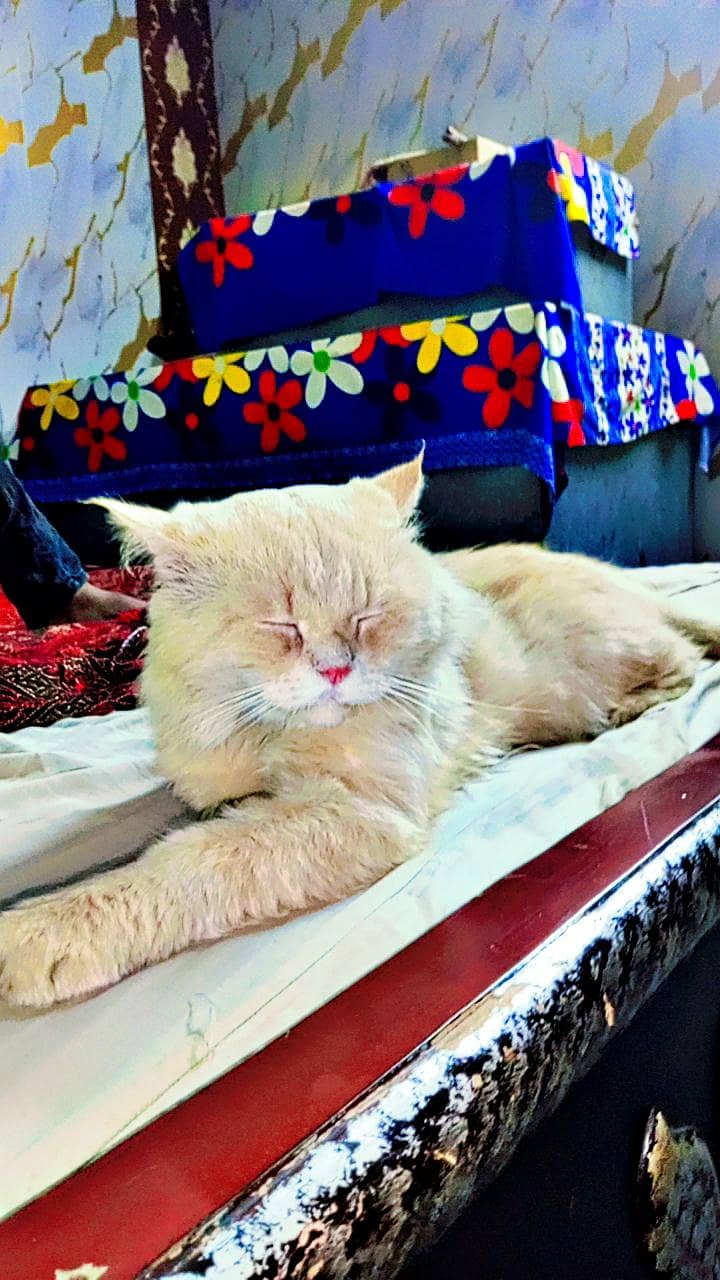 persian 2