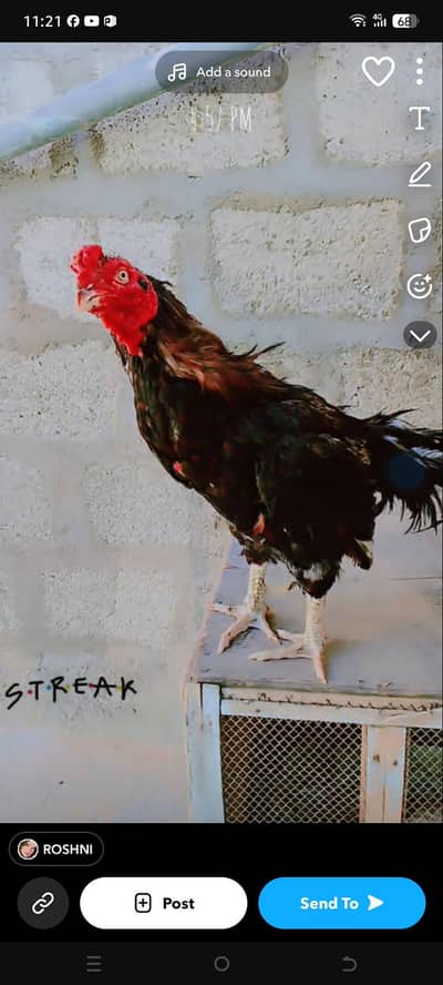 0 sizes mainwali amroha breeder male for sales