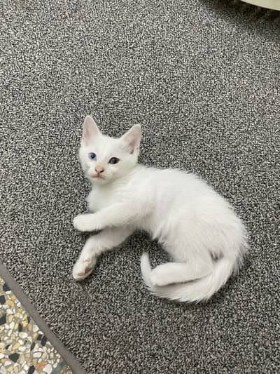 Persian Kittens for Sale