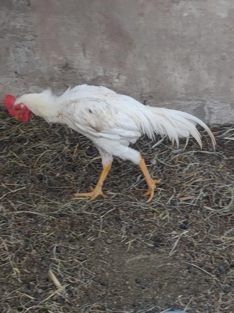 pure aseel murga | aseel mianwali | white aseel | only 5k — photo 3
