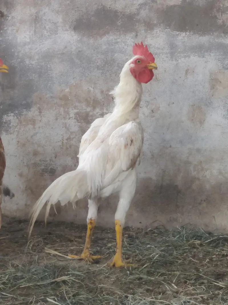 pure aseel murga | aseel mianwali | white aseel | only 5k — photo 5