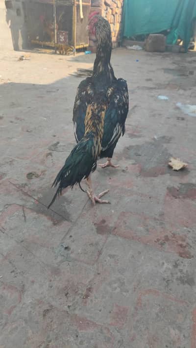 Beautiful Mianwali Aseel Murga for Sale