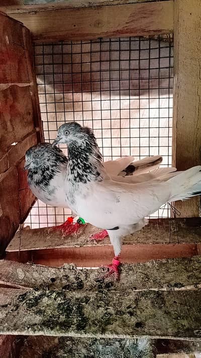 Pgeon kabli pair