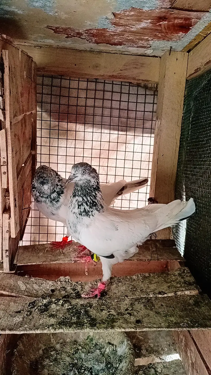 Pgeon kabli pair — photo 2