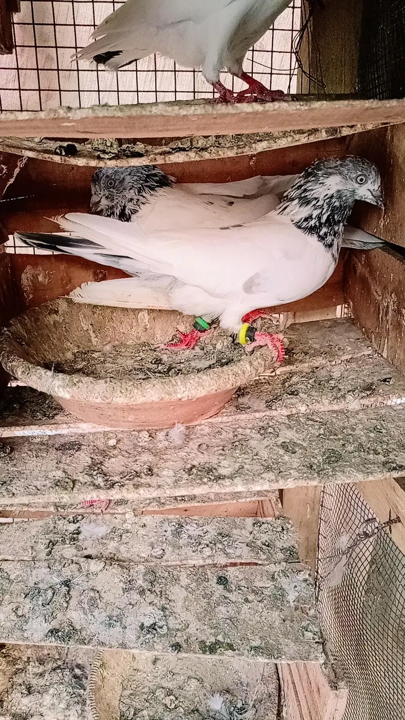 Pgeon kabli pair — photo 3