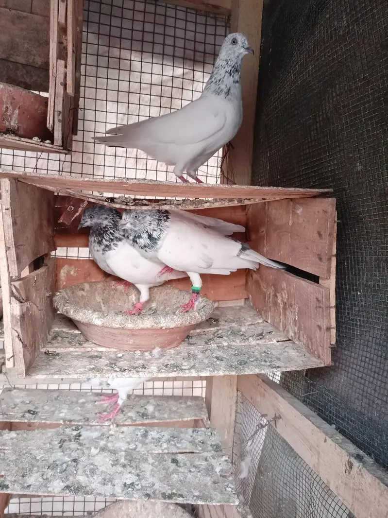 Pgeon kabli pair — photo 4