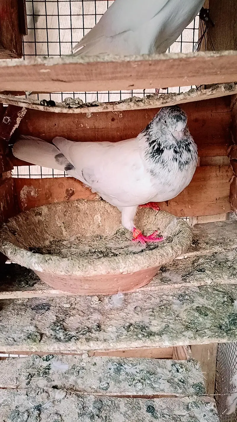 Pgeon kabli pair — photo 5