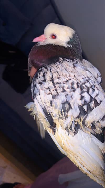 Saxons/Swallow pigeon for sale