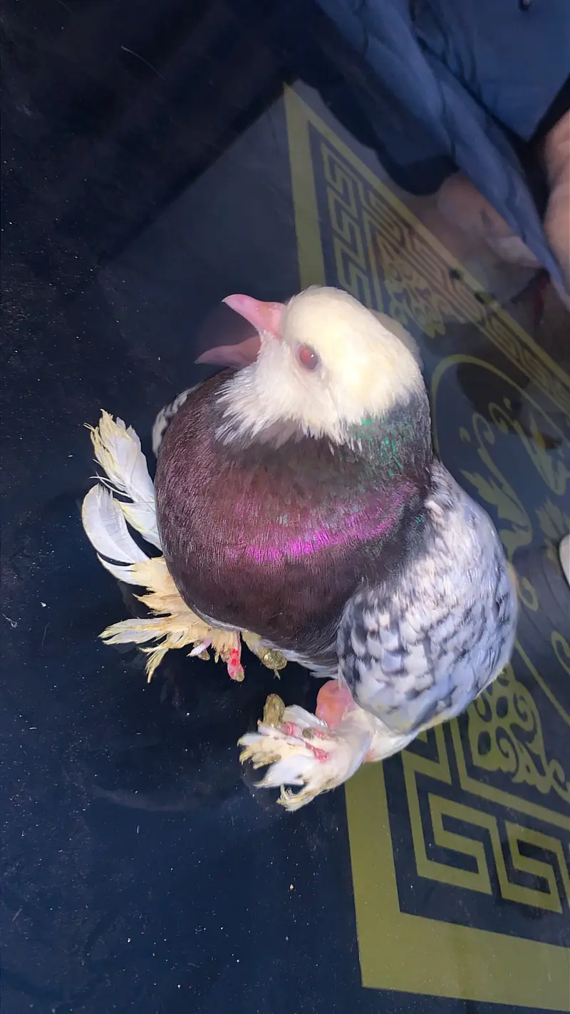 Saxons/Swallow pigeon for sale — photo 2