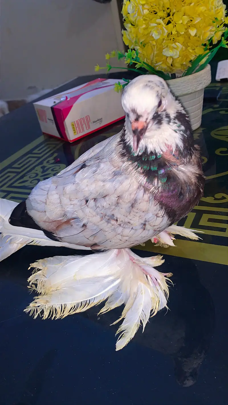 Saxons/Swallow pigeon for sale — photo 3