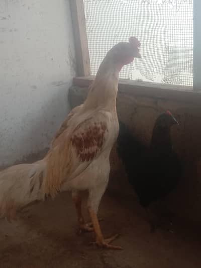 urgent for sale asseeeel murgha