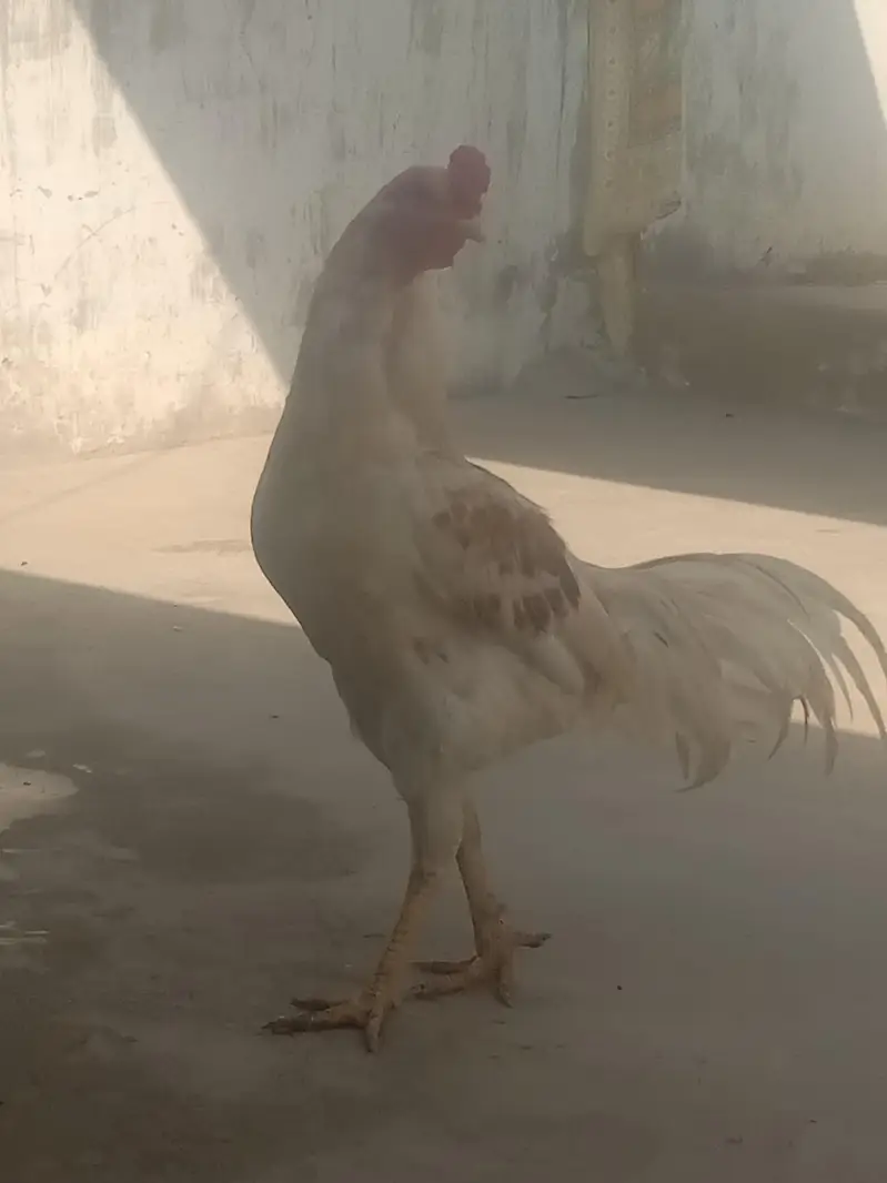 urgent for sale asseeeel murgha — photo 2