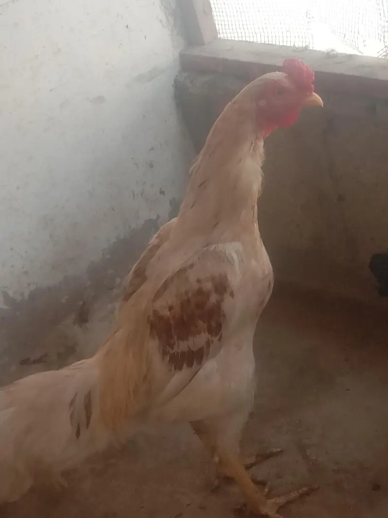 urgent for sale asseeeel murgha — photo 3