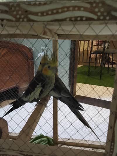 1 coktail male for sale