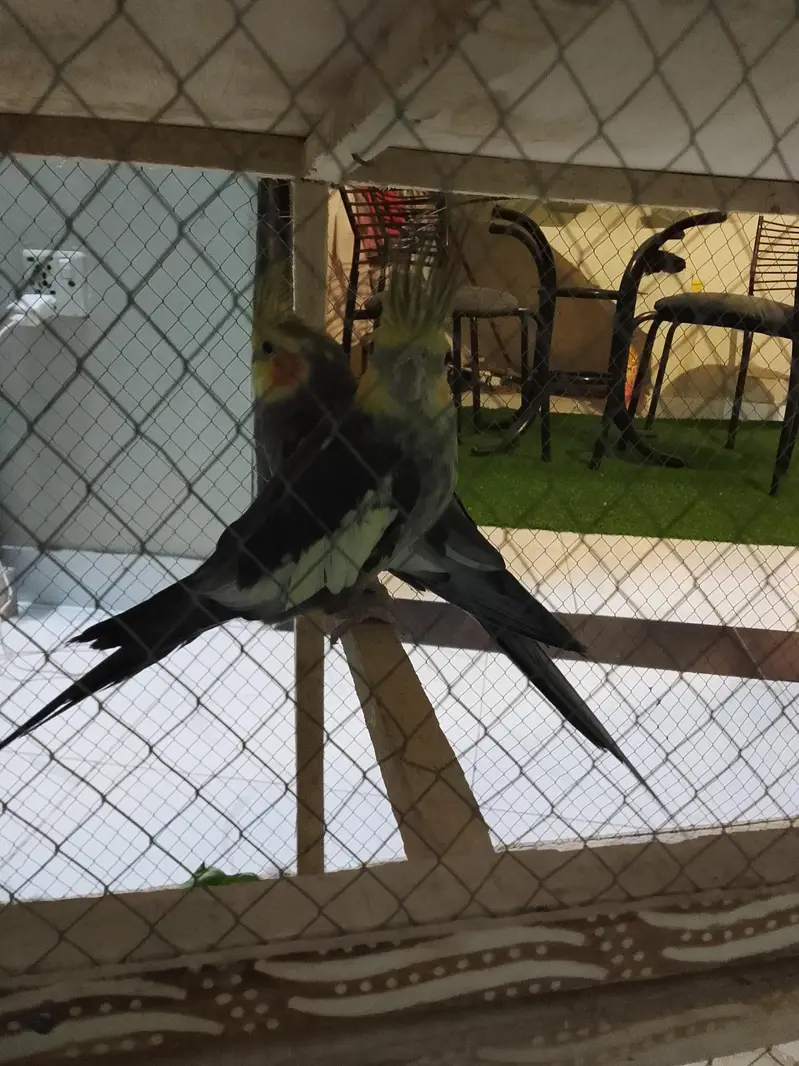 1 coktail male for sale — photo 2