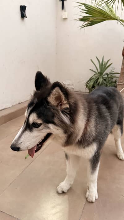 Husky for sale.