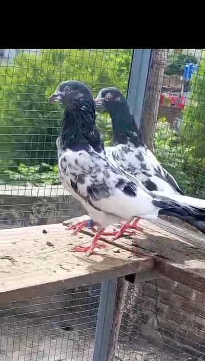 high flying pigeons for sale