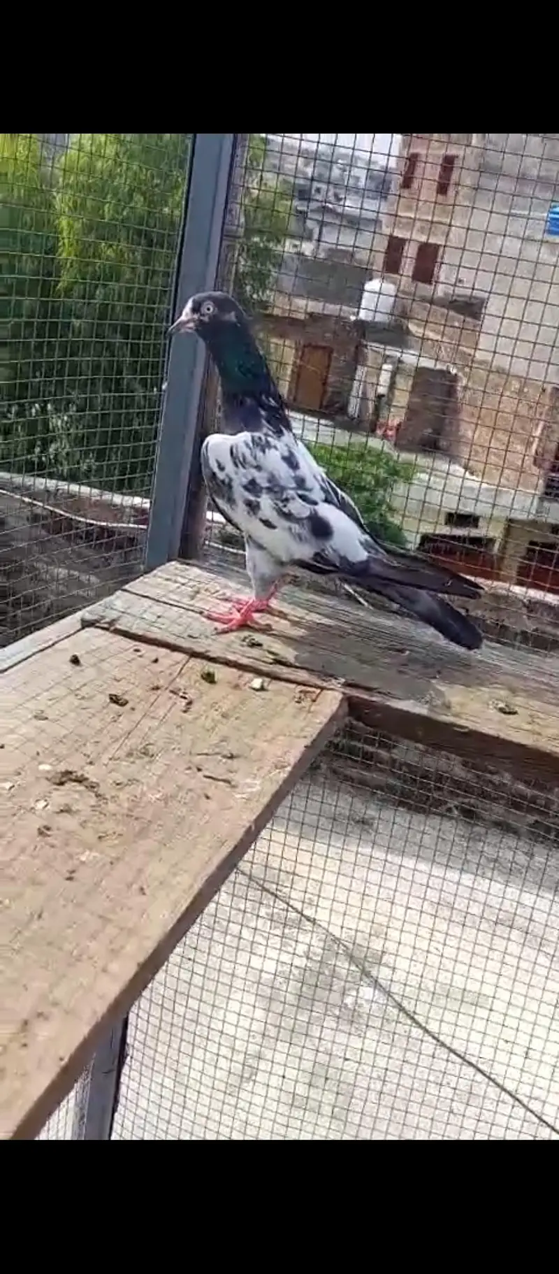 high flying pigeons for sale — photo 2