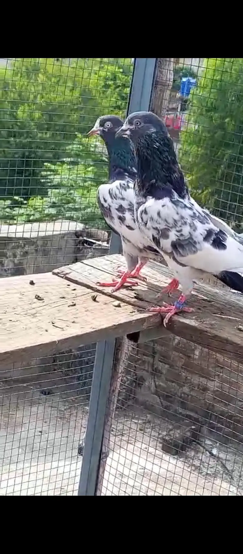 high flying pigeons for sale — photo 3