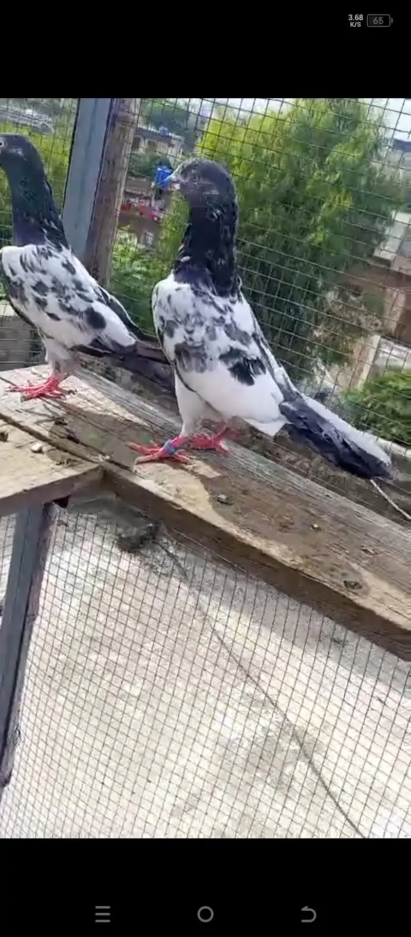 high flying pigeons for sale — photo 5