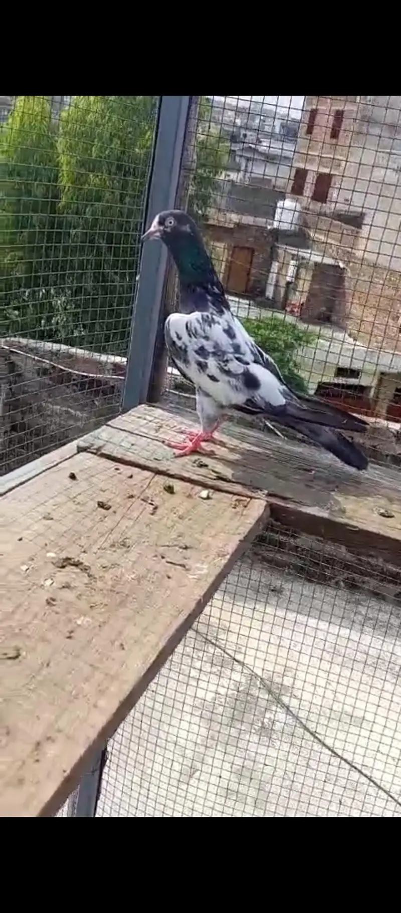 high flying pigeons for sale — photo 6