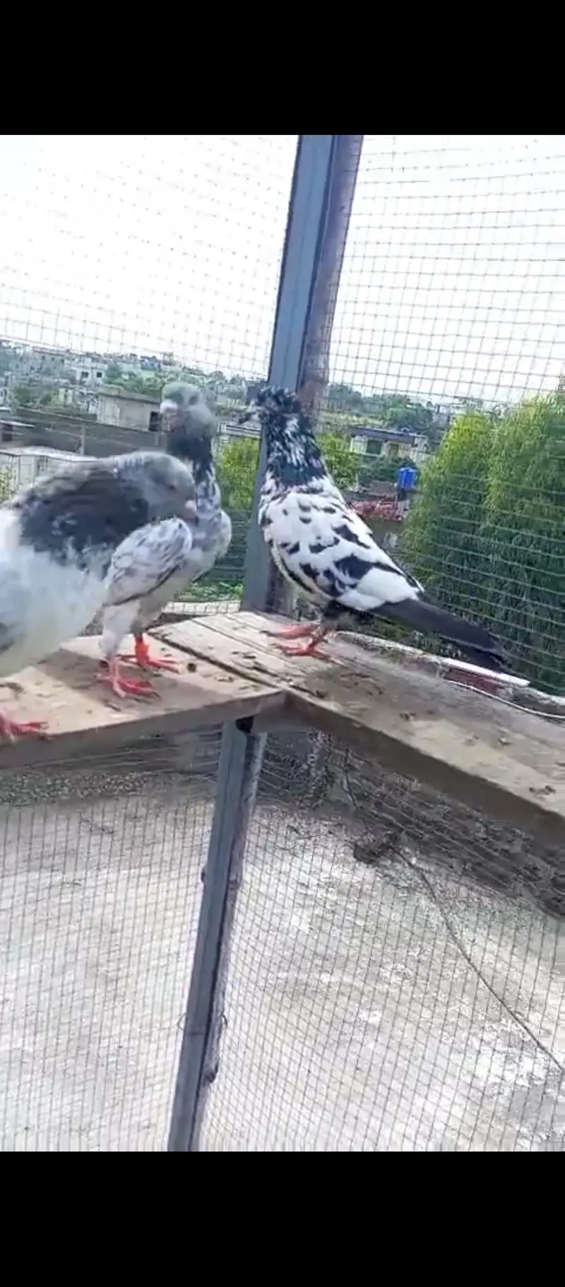 high flying pigeons for sale — photo 7