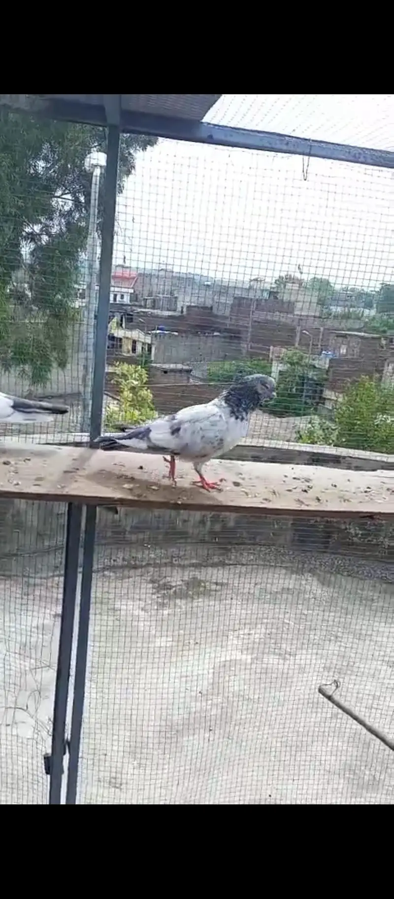 high flying pigeons for sale — photo 8