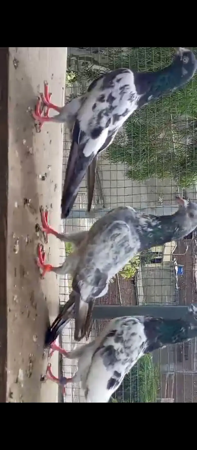 high flying pigeons for sale — photo 9
