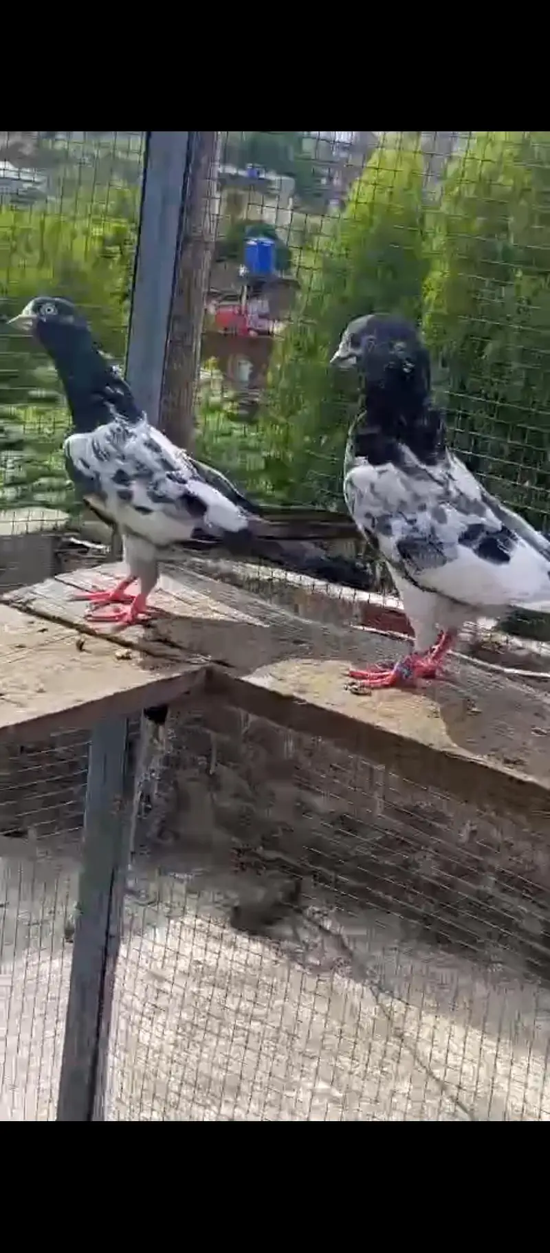 high flying pigeons for sale — photo 10