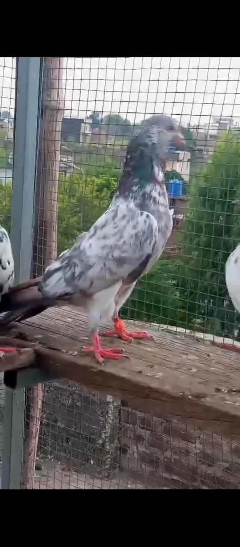high flying pigeons for sale — photo 11