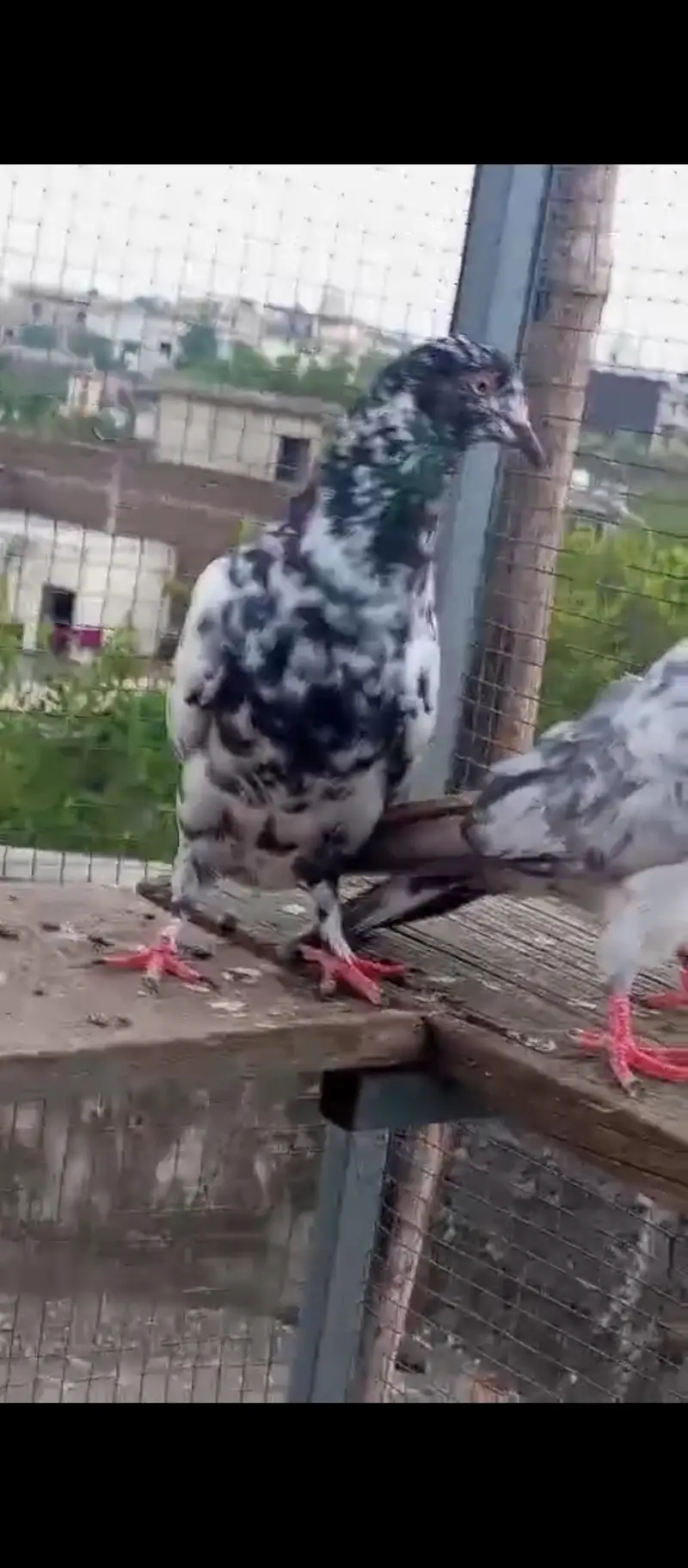 high flying pigeons for sale — photo 12