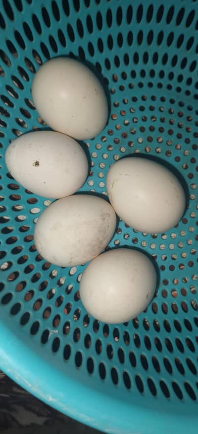 Shamoo Aseel Eggs