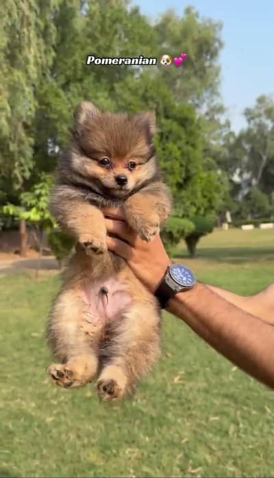 2 Pomeranian male  puppies is up for sale in good quality