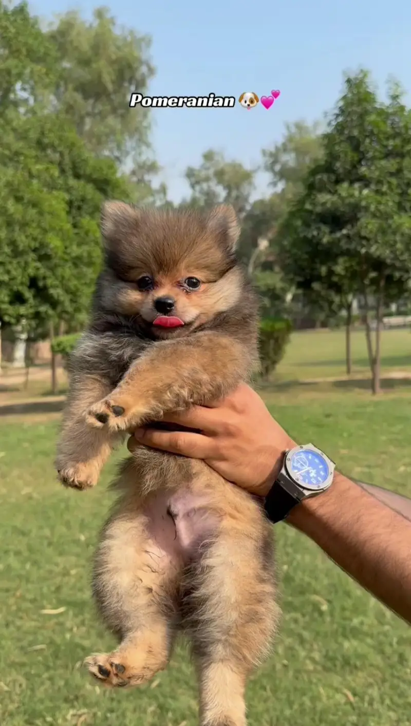 2 Pomeranian male  puppies is up for sale in good quality — photo 2