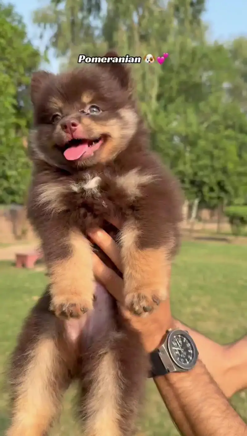 2 Pomeranian male  puppies is up for sale in good quality — photo 3